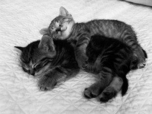 Cuddling Cats